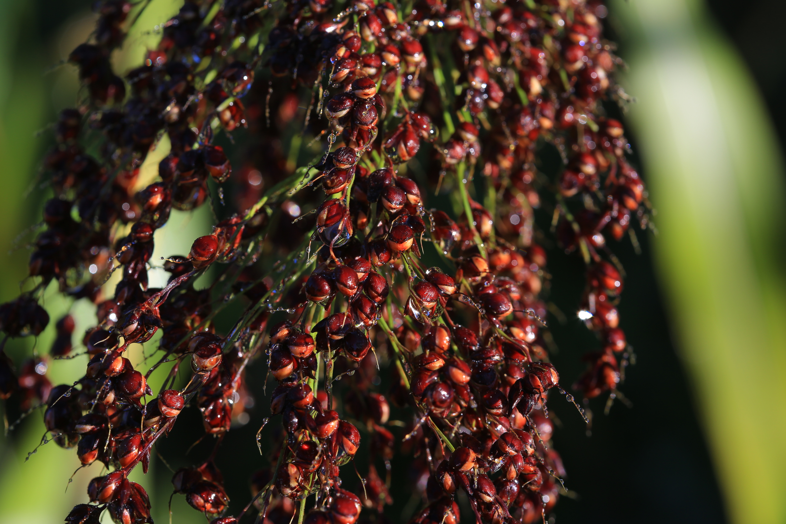MAROON BROOM CORN