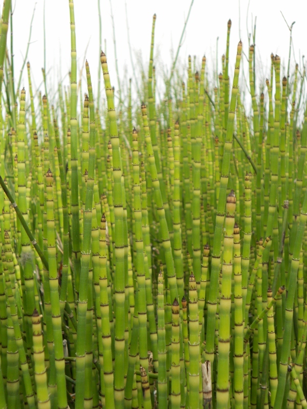 HORSETAIL GRASS - EQUISITUM