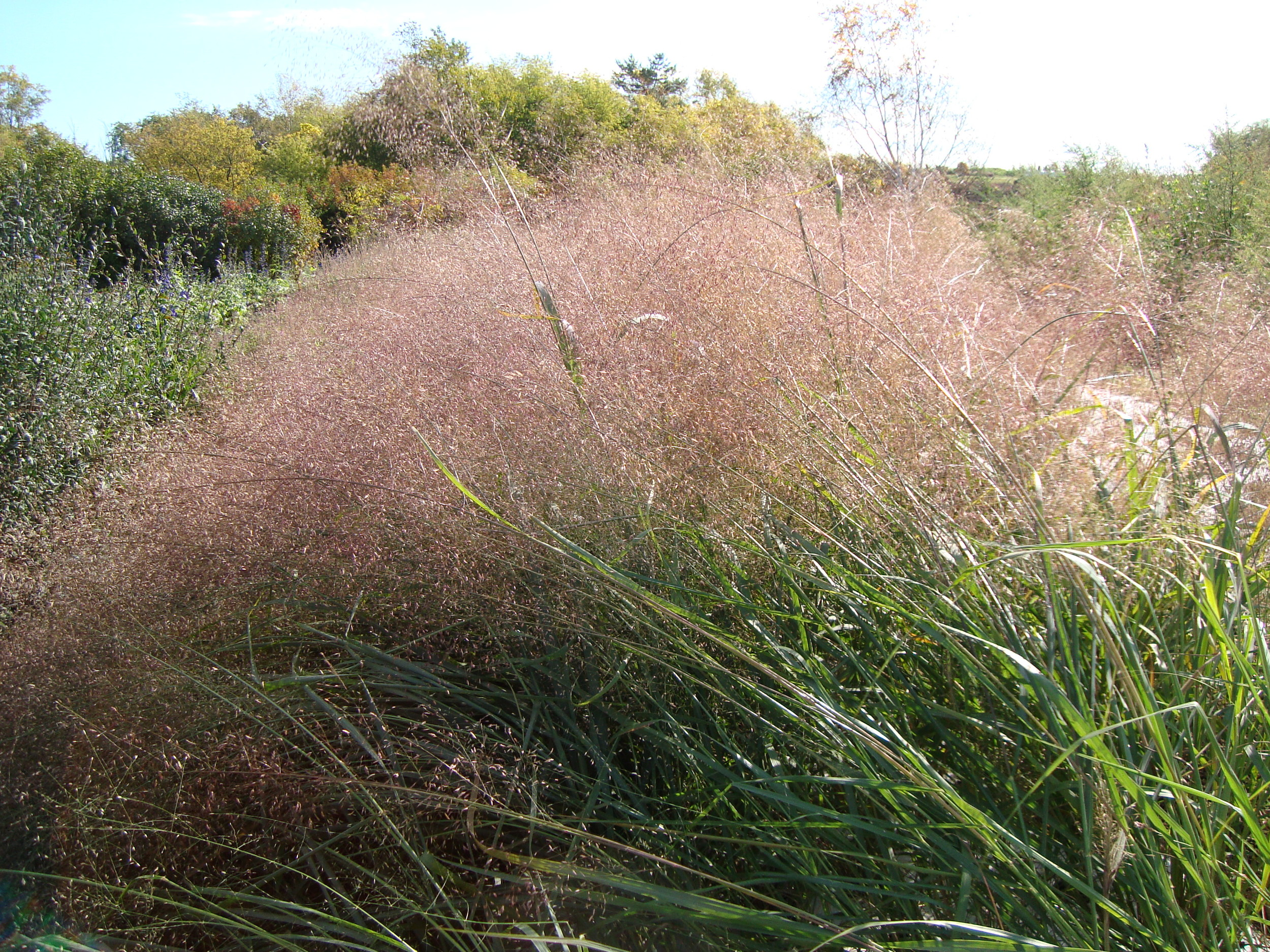 LOVE GRASS