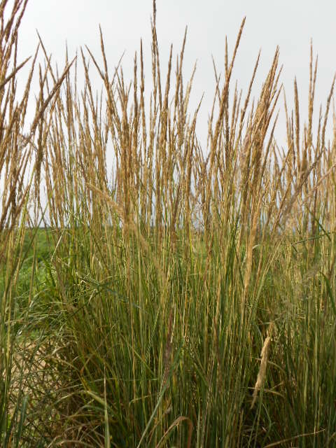 SILVER FEATHER GRASS - MISCANTHUS