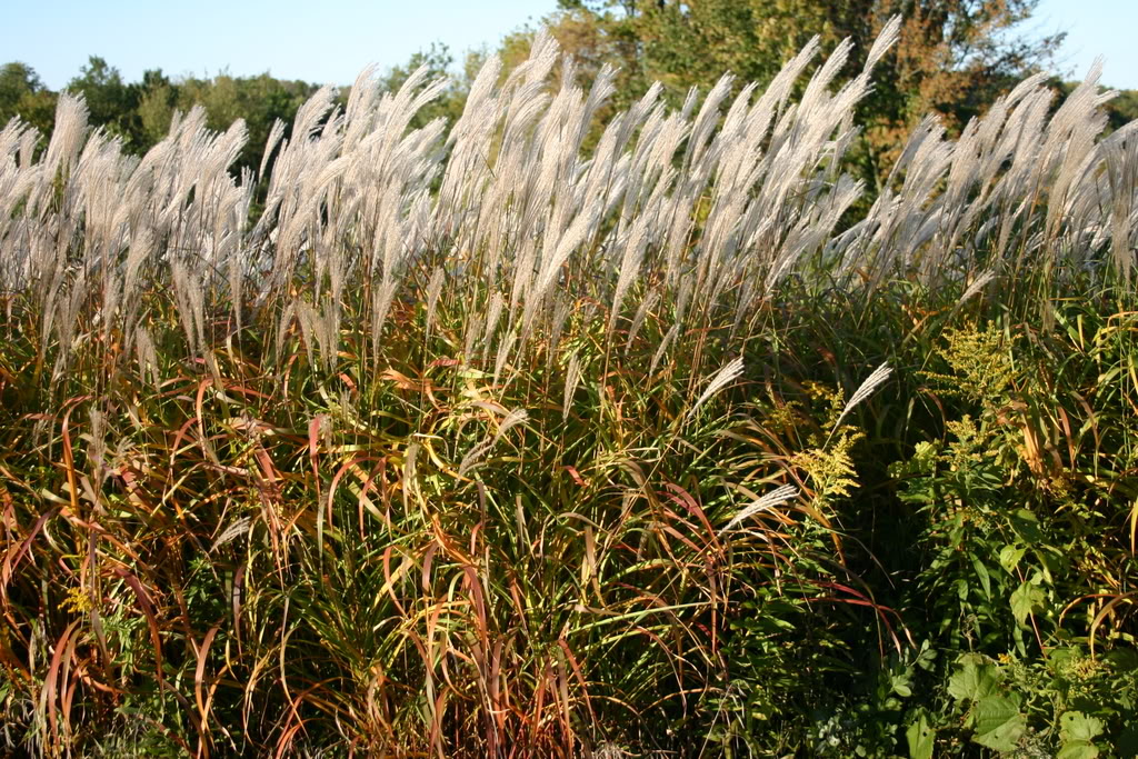 PAMPAS GRASS