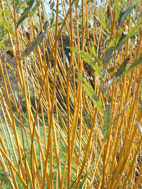 GOLDEN WILLOW