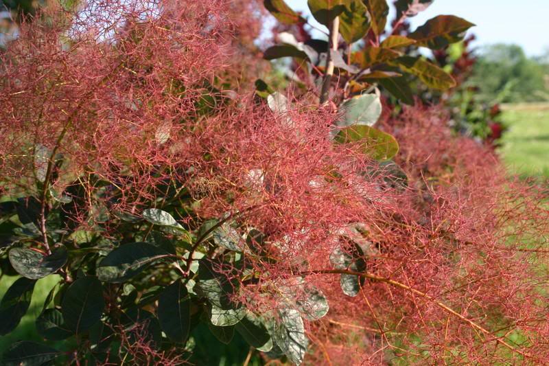 PURPLE SMOKEBUSH