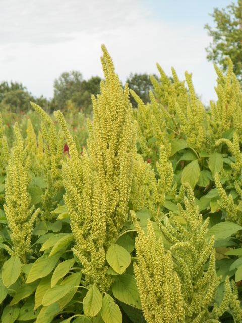 GREEN AMARANTH