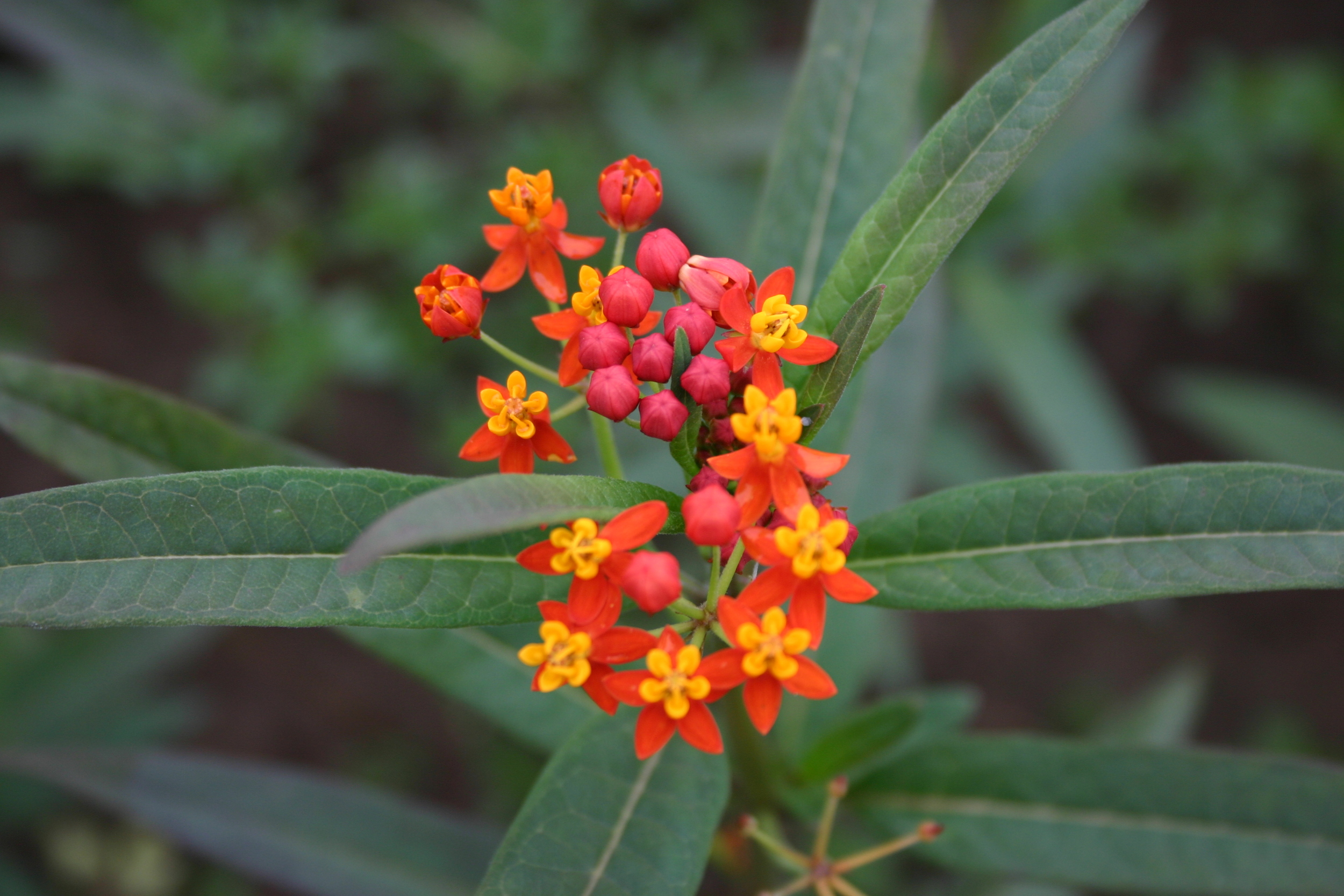 ORANGE ASCLEPIAS