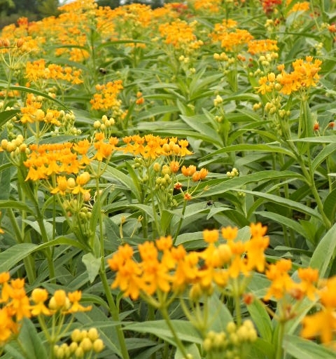 YELLOW ASCLEPIAS