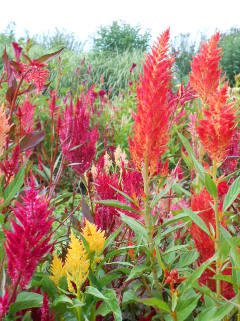 PLUME CELOSIA