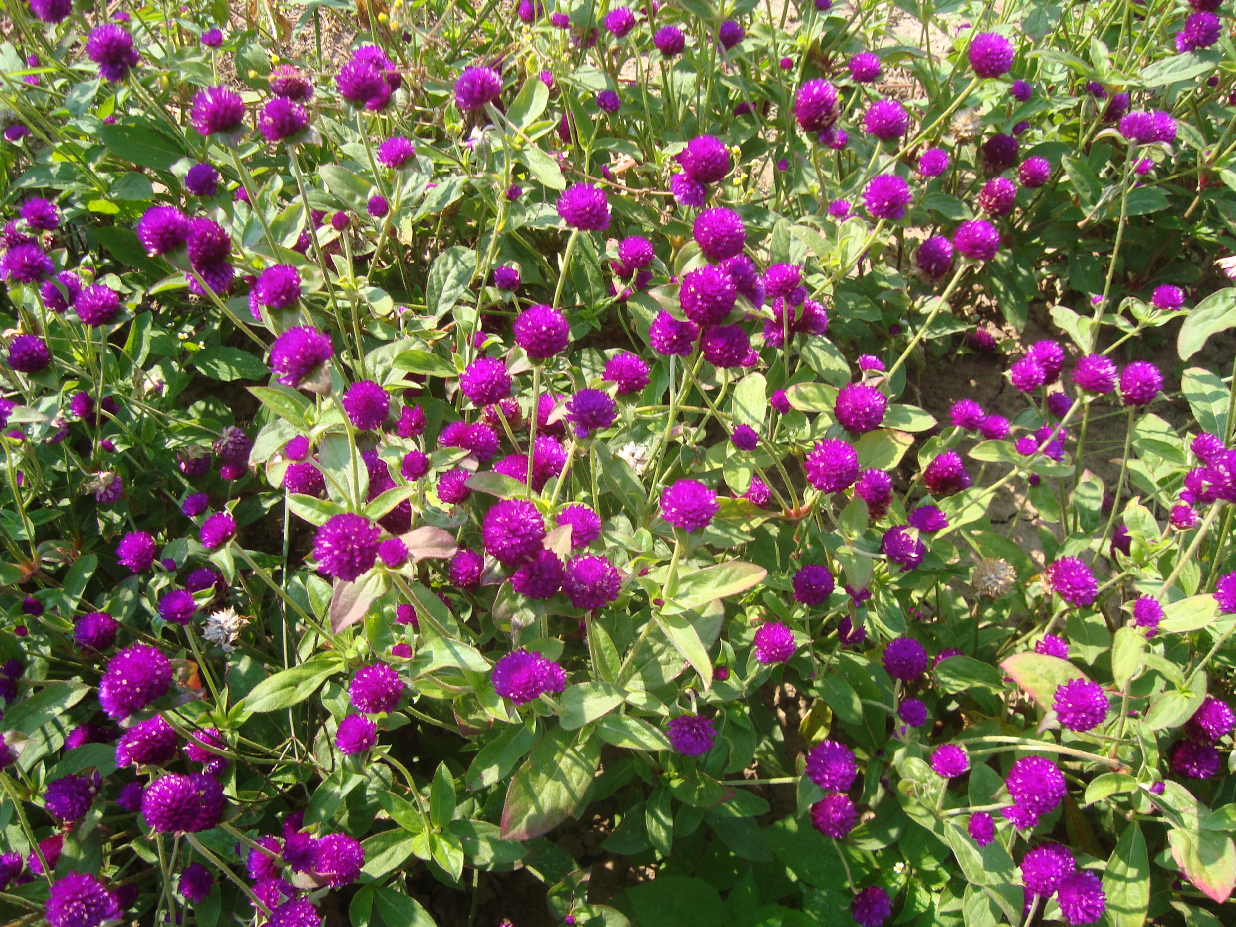 PURPLE GOMPHRENA