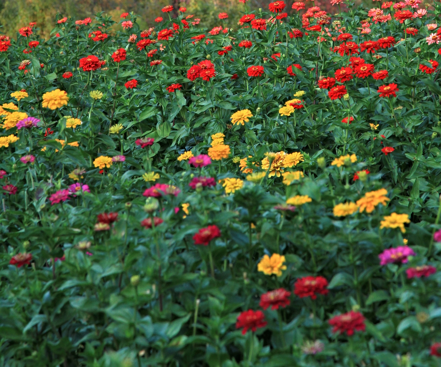 MIXED ZINNIA