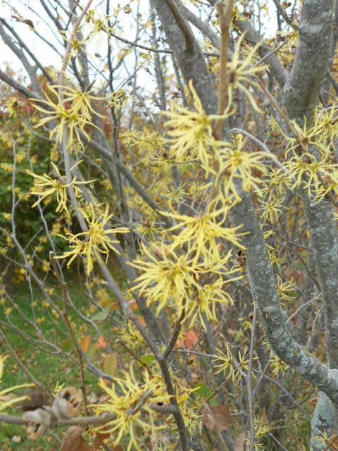 WITCH HAZEL