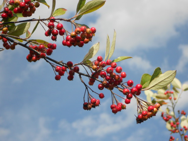 RED ARONIA BERRY