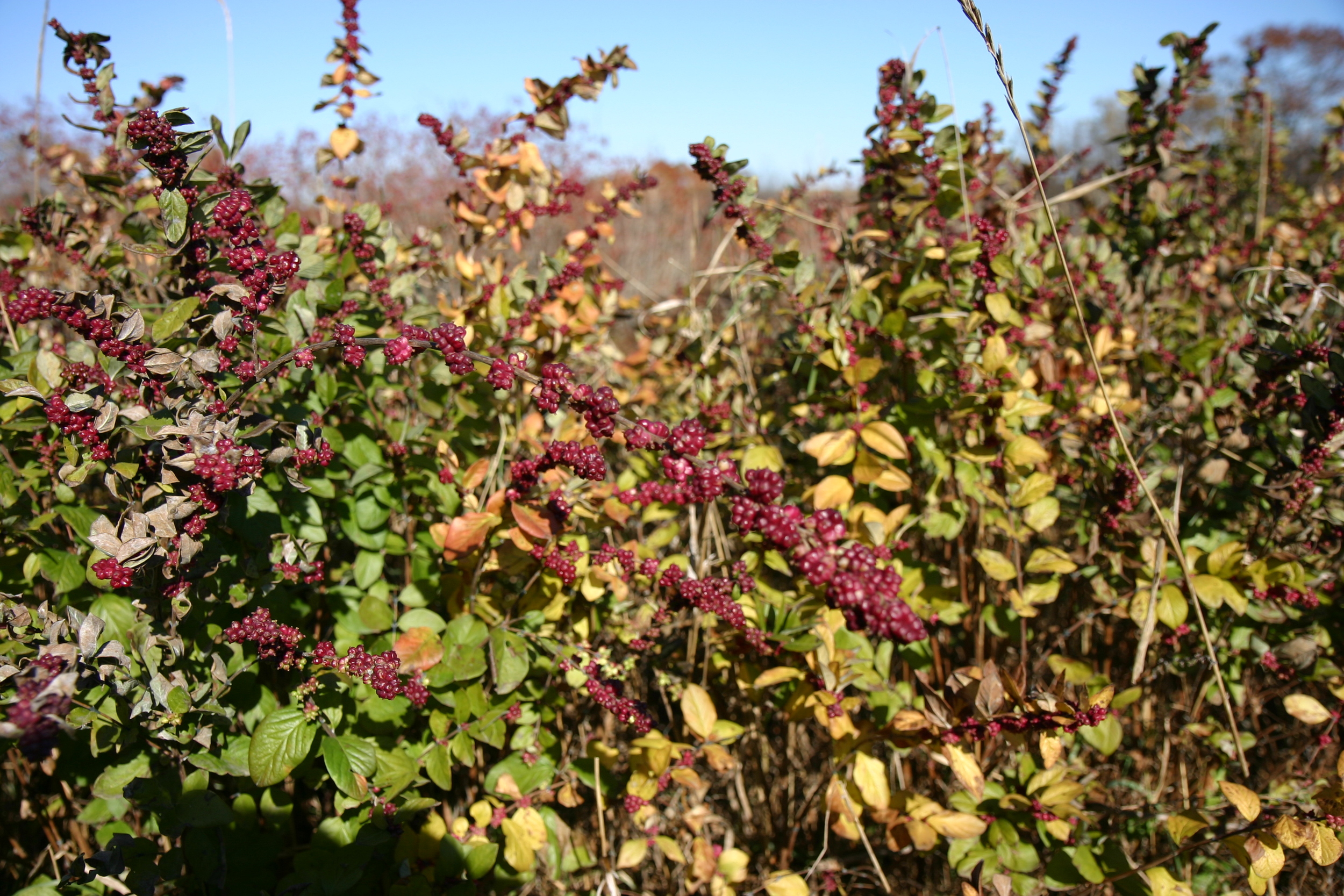 CORAL BERRY