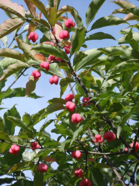 EUYONMUS BERRY