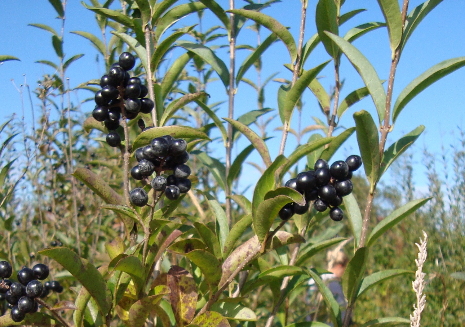 BLACK PRIVET BERRY