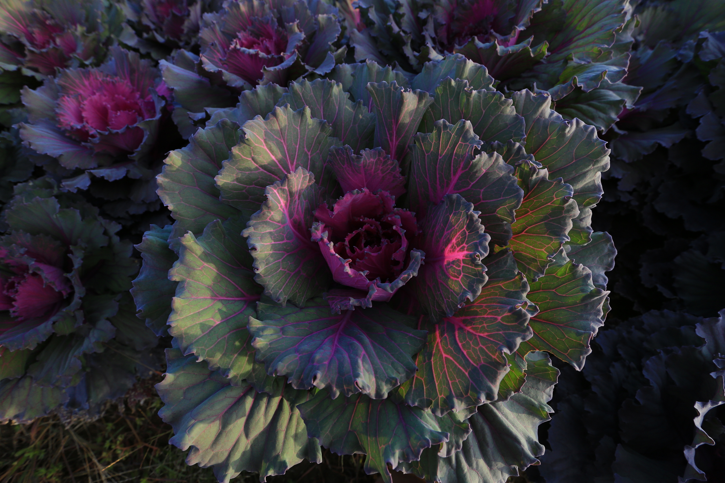 FLOWERING CABBAGE