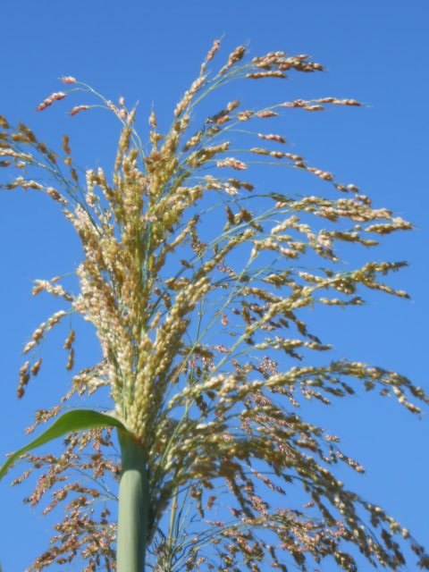 EGYPTIAN POPPING SORGHUM