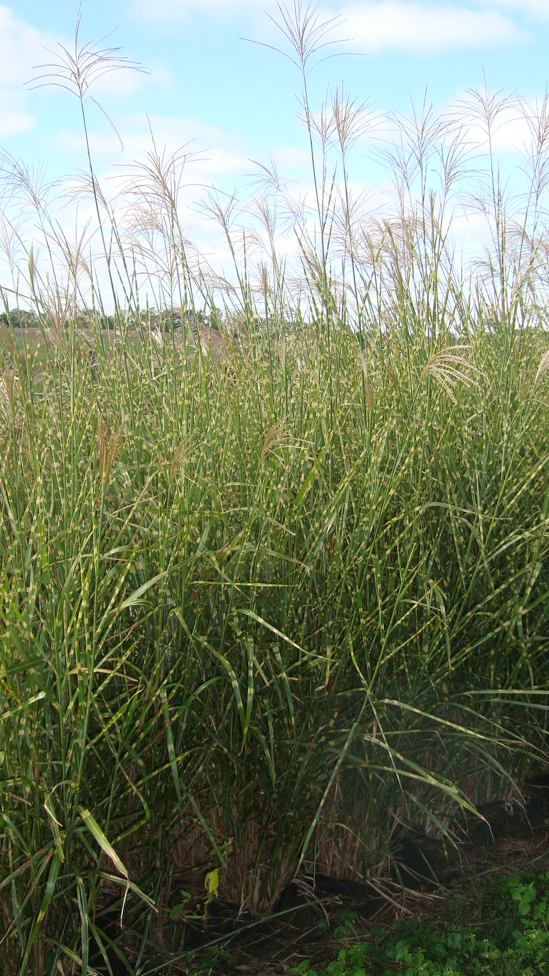 ZEBRA GRASS - MISCANTHUS