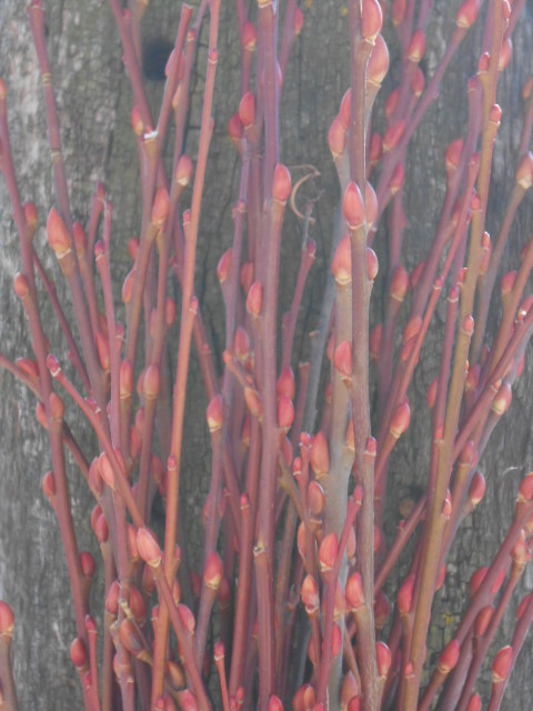 RED BUD BUCKSKIN PUSSY WILLOW