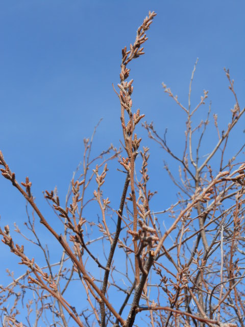 SUMAC ANTLERS