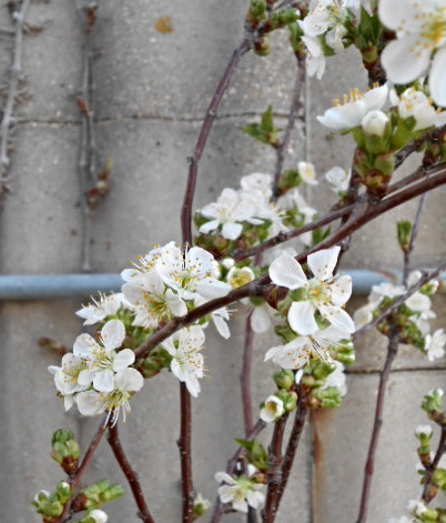 ORCHARD CHERRY BLOSSOMS