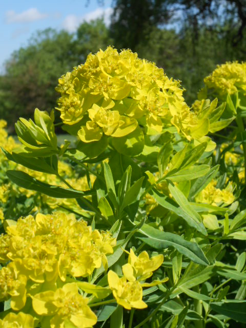 YELLOW MAY STAR