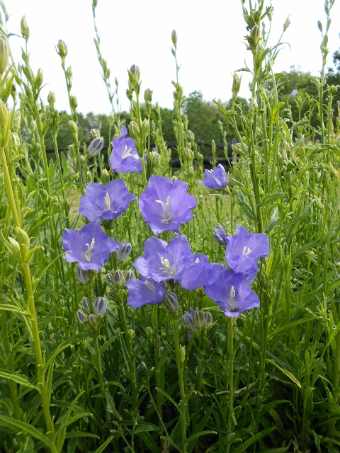 PEACH LEAF - CAMPANULA
