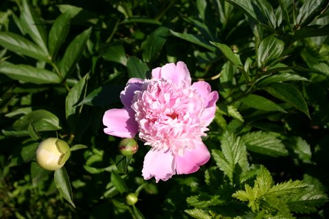 LIGHT PINK HEIRLOOM PEONY