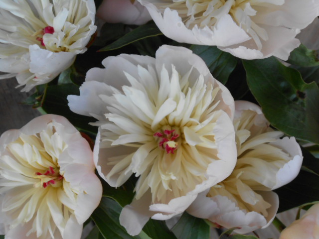 WHITE HEIRLOOM PEONY