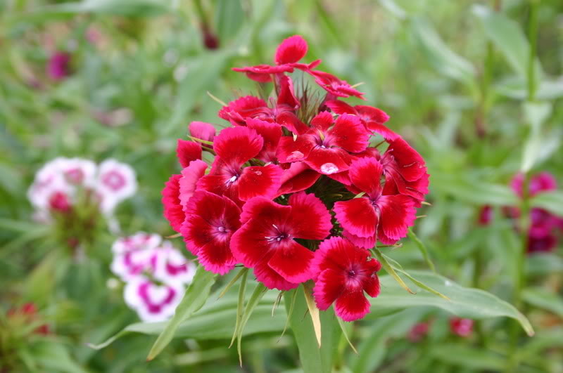 DIANTHUS