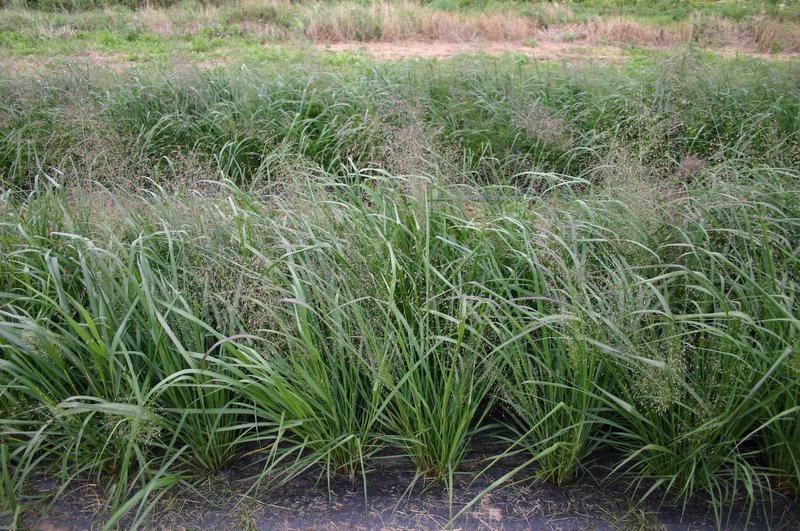 SWITCH GRASS