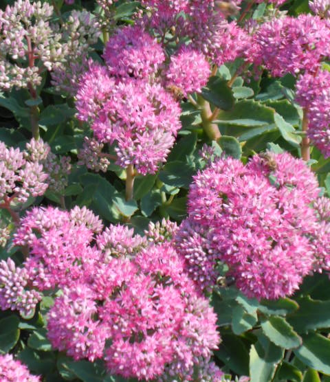 PINK SEDUM