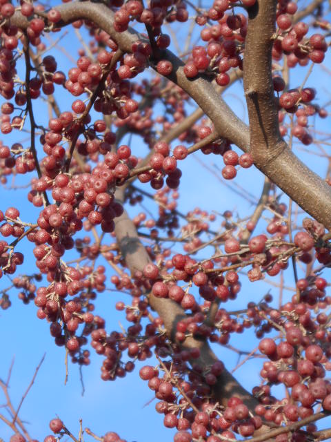 AUTUMN OLIVE