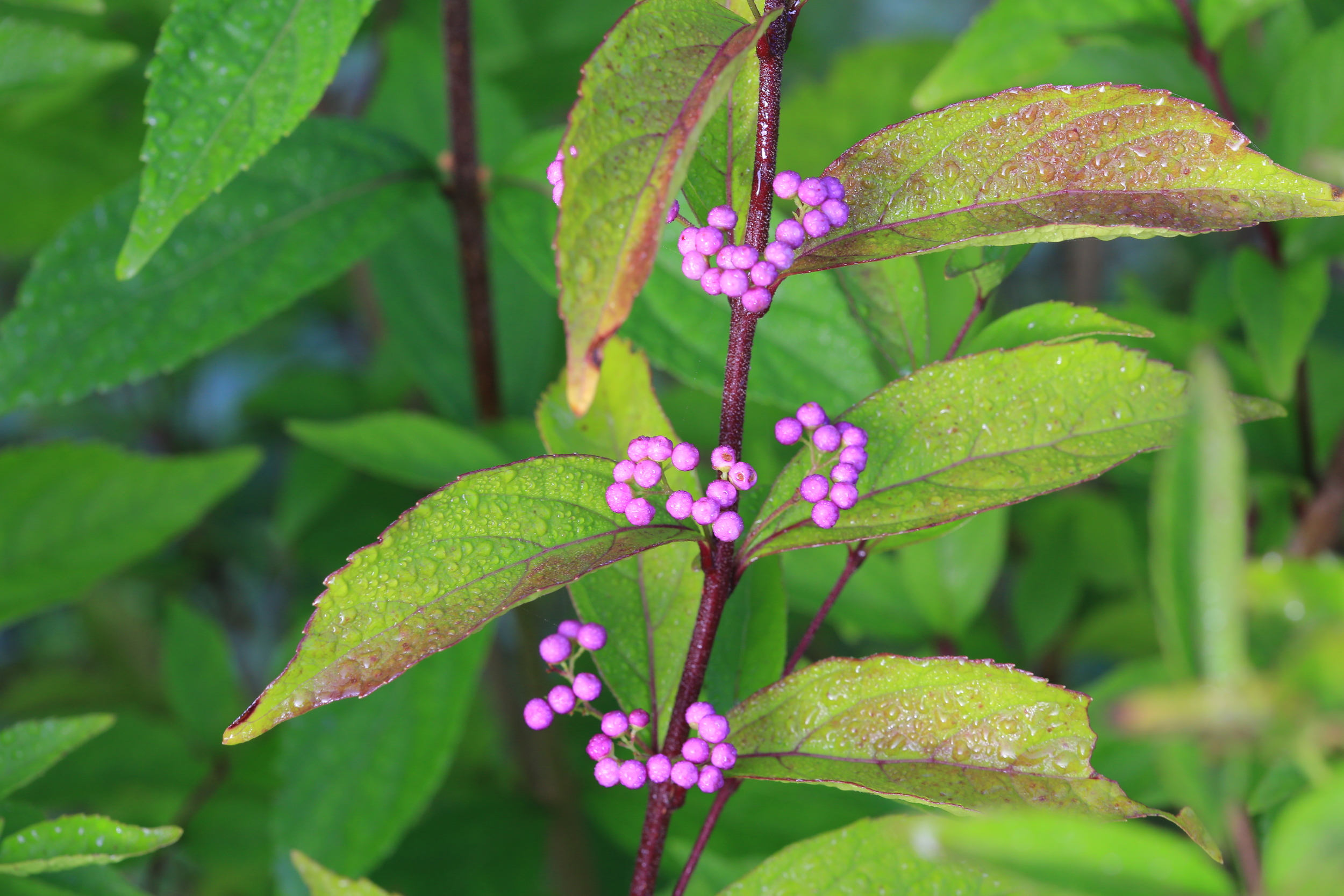 BEAUTY BERRY