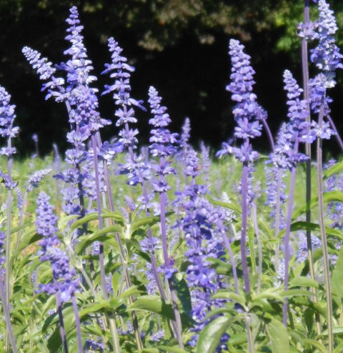 BLUE BEDDER SALVIA