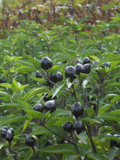 BLACK OLIVE PEPPERS