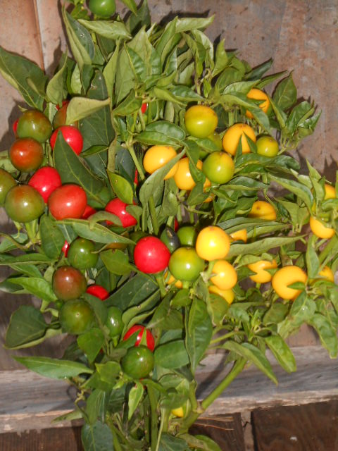 RAINBOW PEPPERS