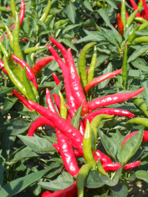 NIPPON TAKA PEPPERS