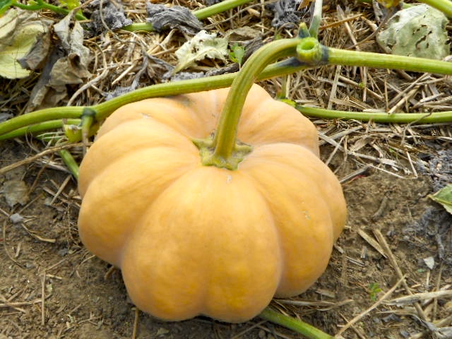 ANTIQUE PUMPKINS