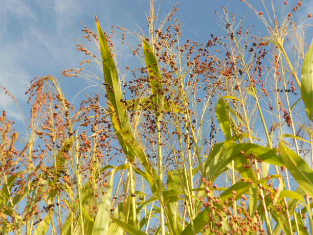 MIXED BROOM CORN