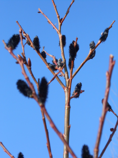 BLACK PUSSY WILLOW