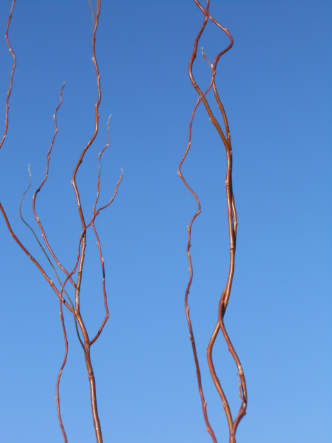 CURLY WILLOW - MAHOGANY