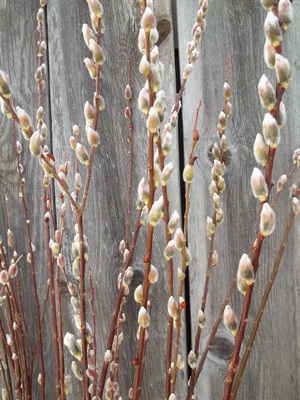 FRENCH PUSSY WILLOW