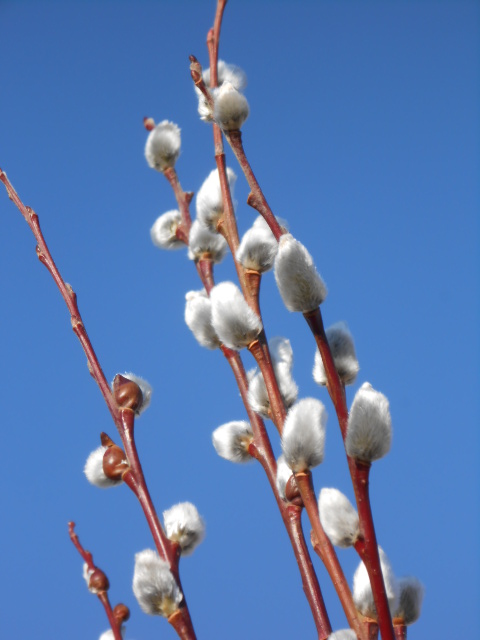 GIANT PUSSY WILLOW