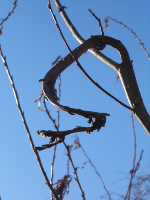 BRONZE FANTAIL WILLOW