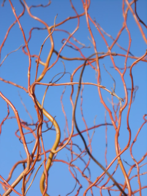 CURLY WILLOW - GOLDEN