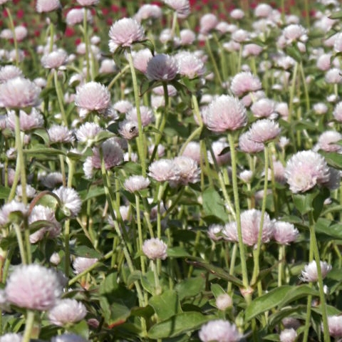 PEARL GOMPHRENA