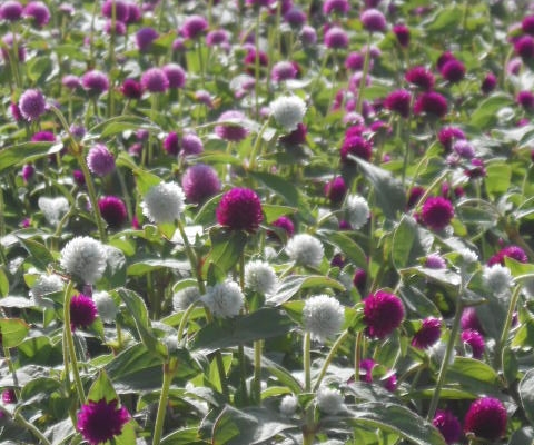 FIREWORK GOMPHRENA