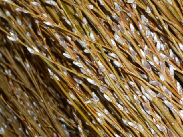 Heirloom Rubykin Pussywillow