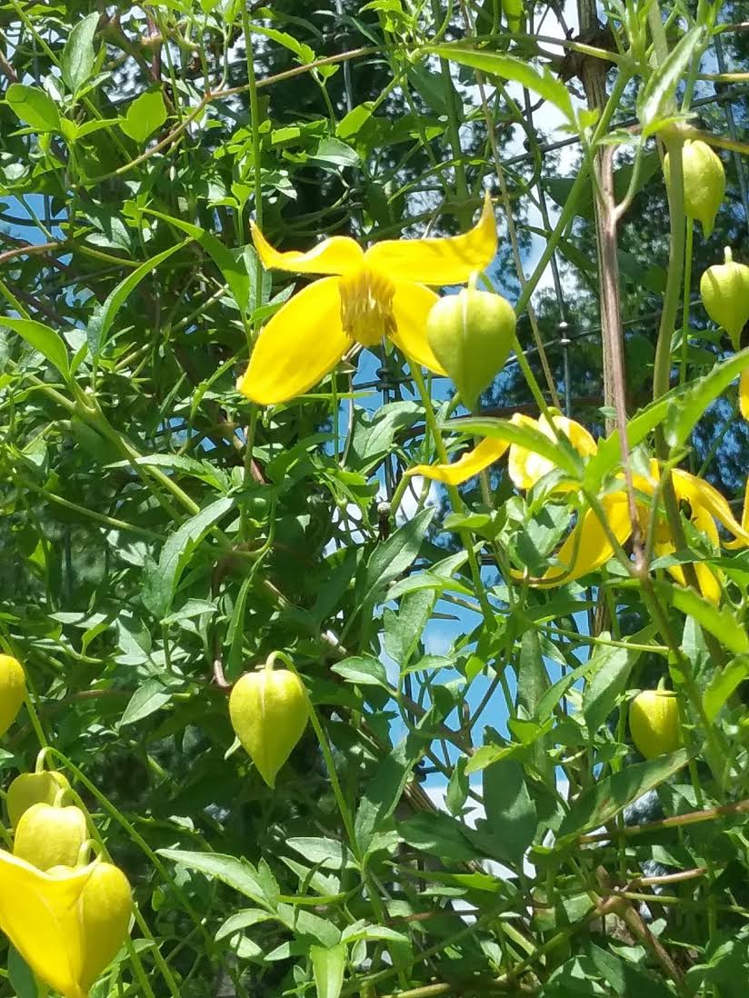 Clematis - Aztec Helios