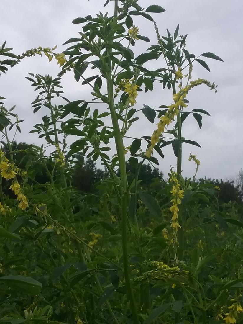 White Radish Flower